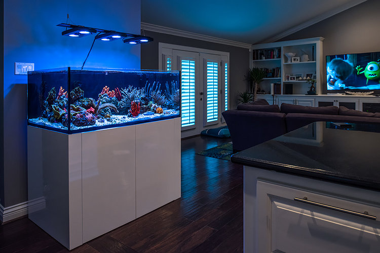 I Design Luxury Aquariums for LA's Elite. Here's What My Job Is Like.