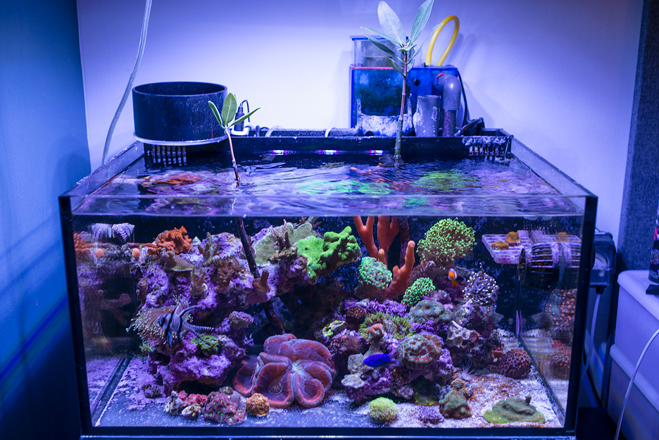 The GHL Mitras LX7 LED Light for Reef Aquariums Review