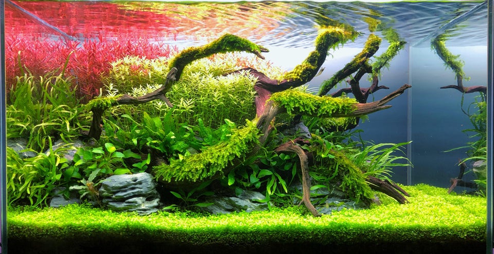 A more planted aquarium hardscape with an asymmetrical composition more closely following the rule of thirds